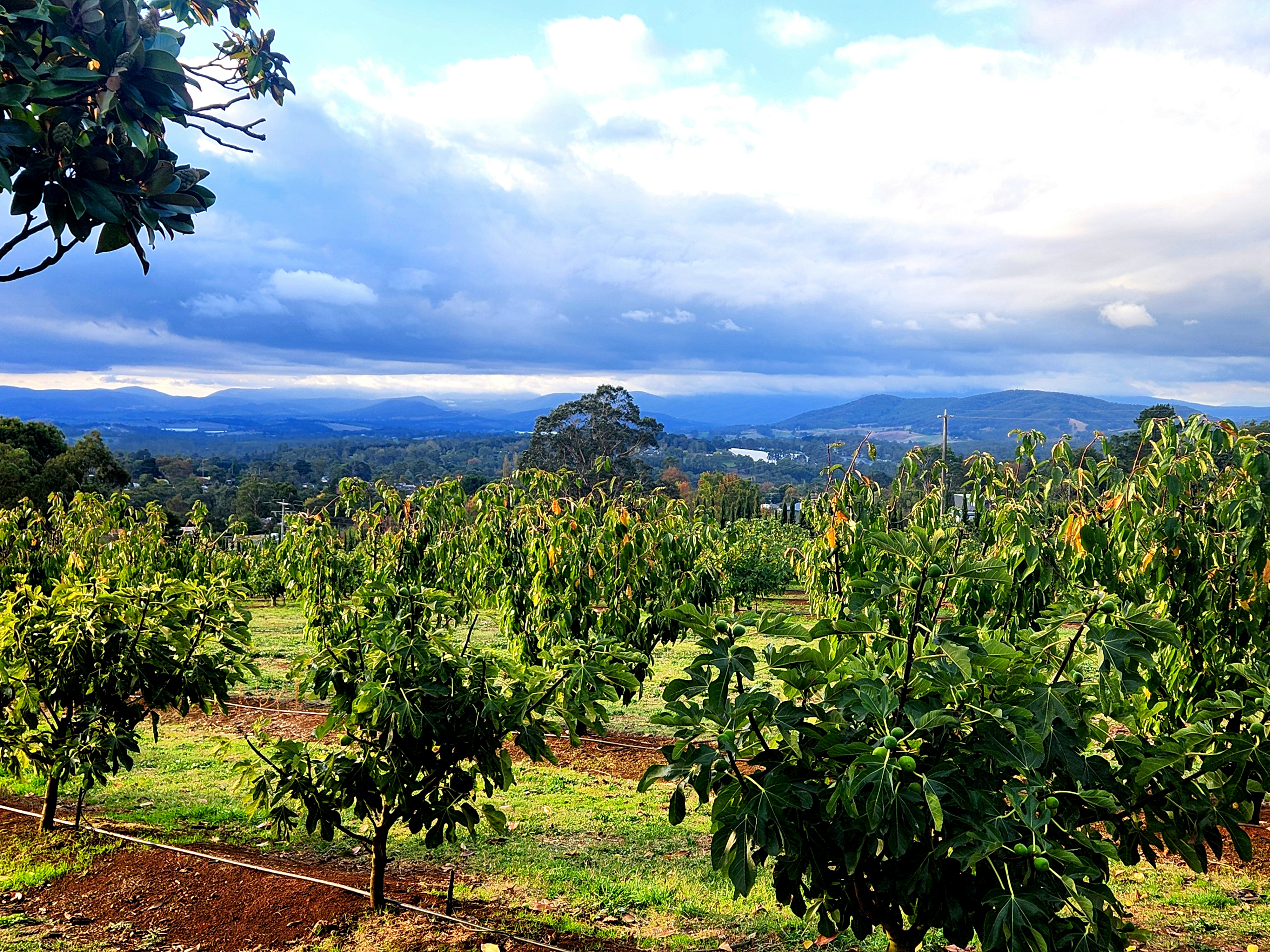 Fig Orchard Escape