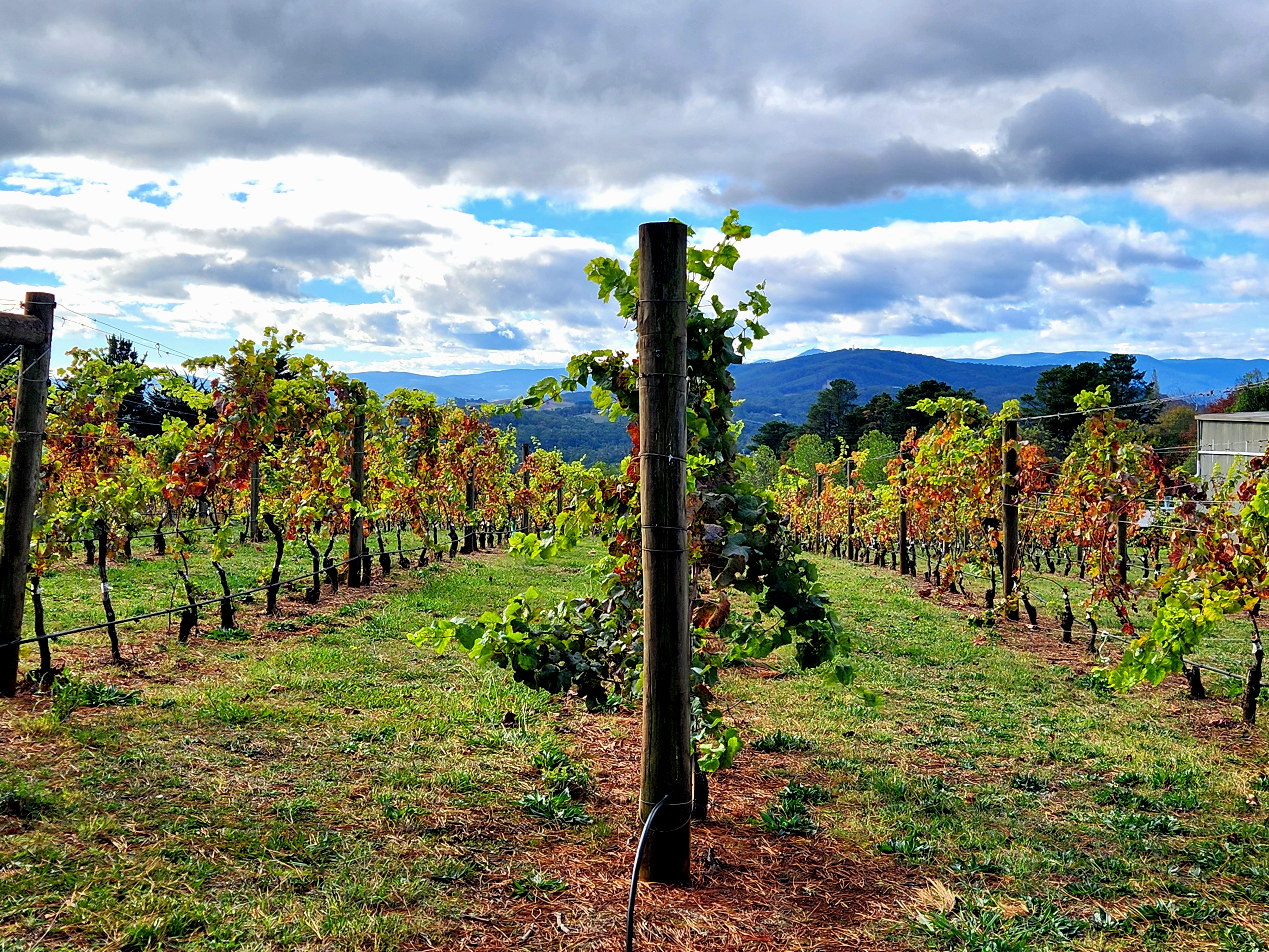 Vineyards & Figs