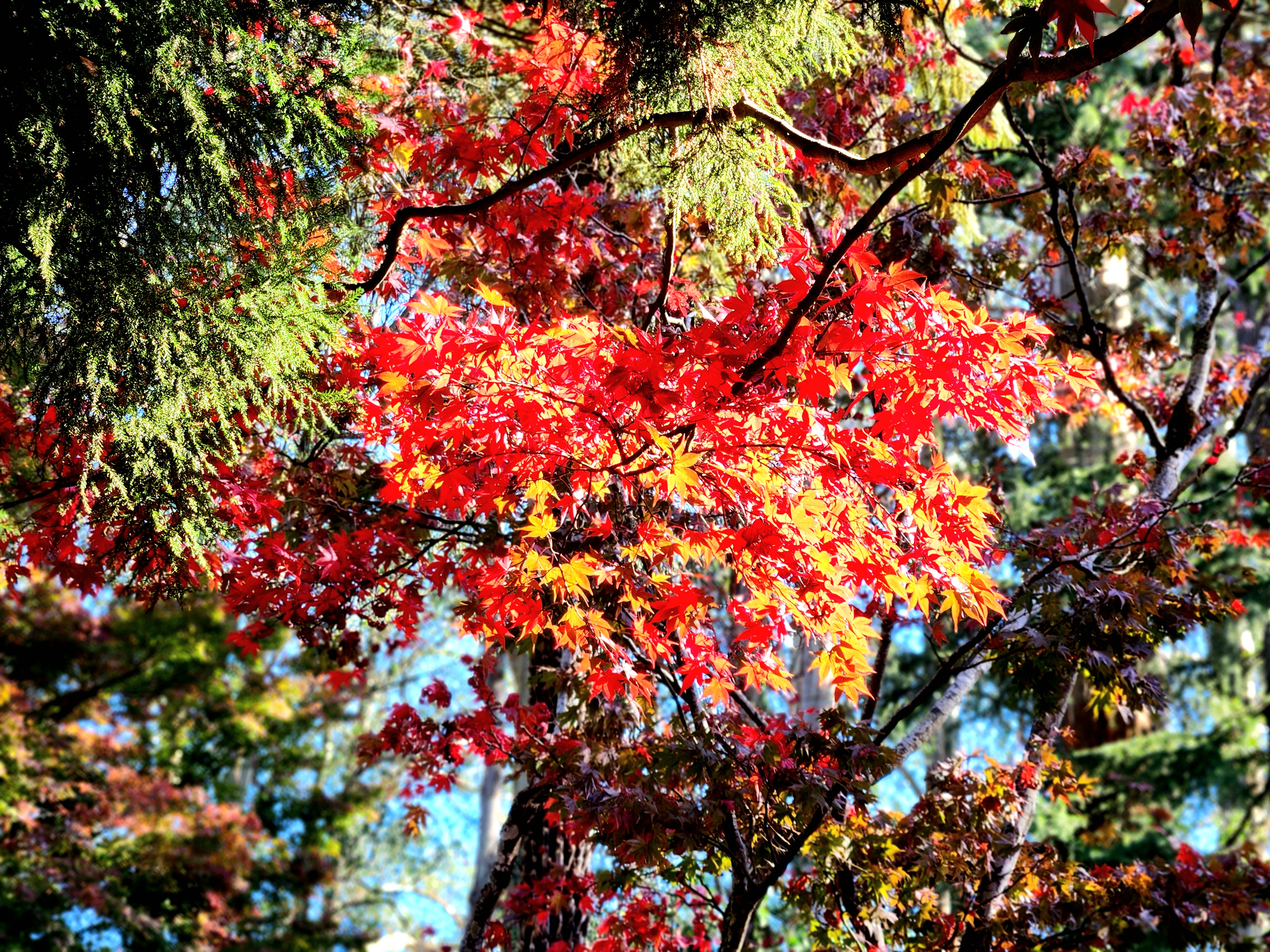 Autumn Reflected