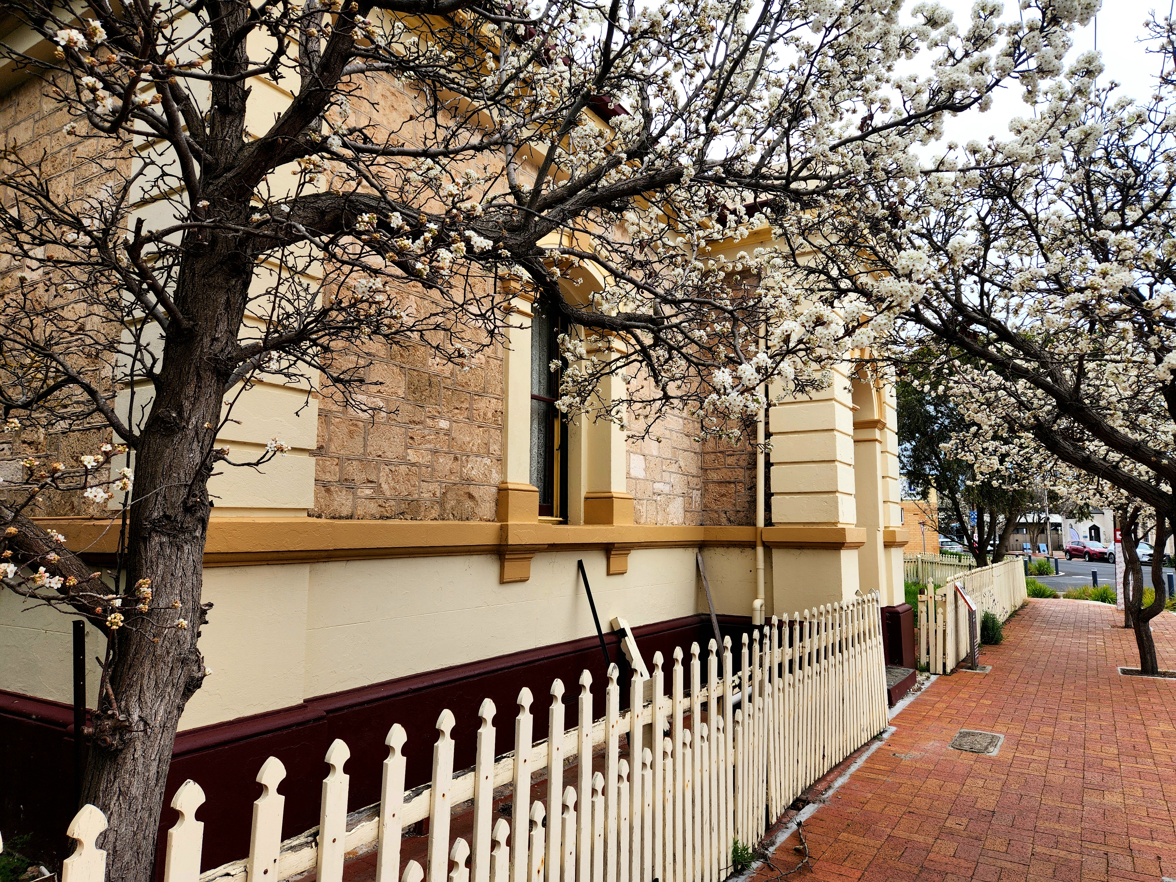 Blossoms Along the Way