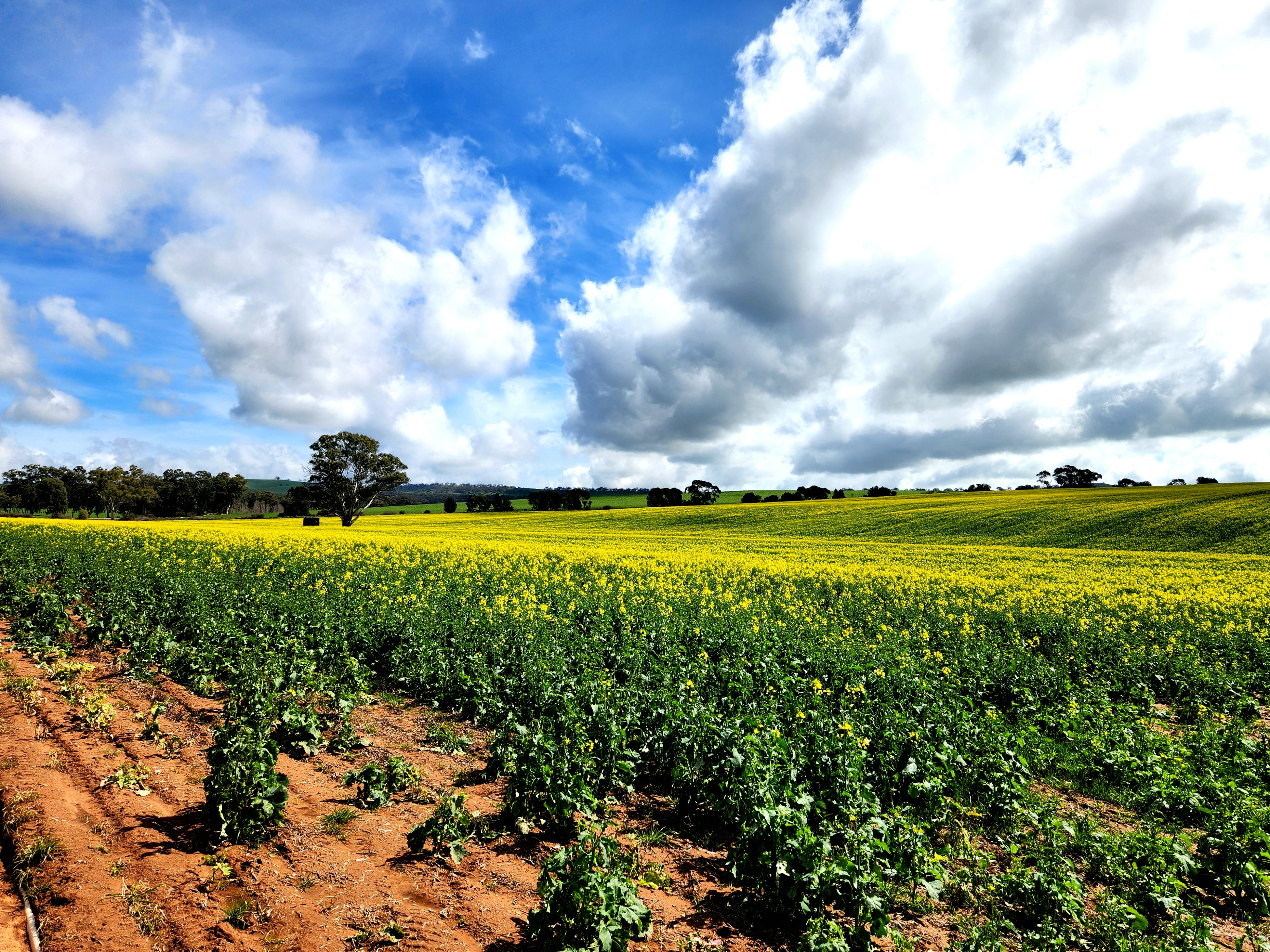 History Among the Vines