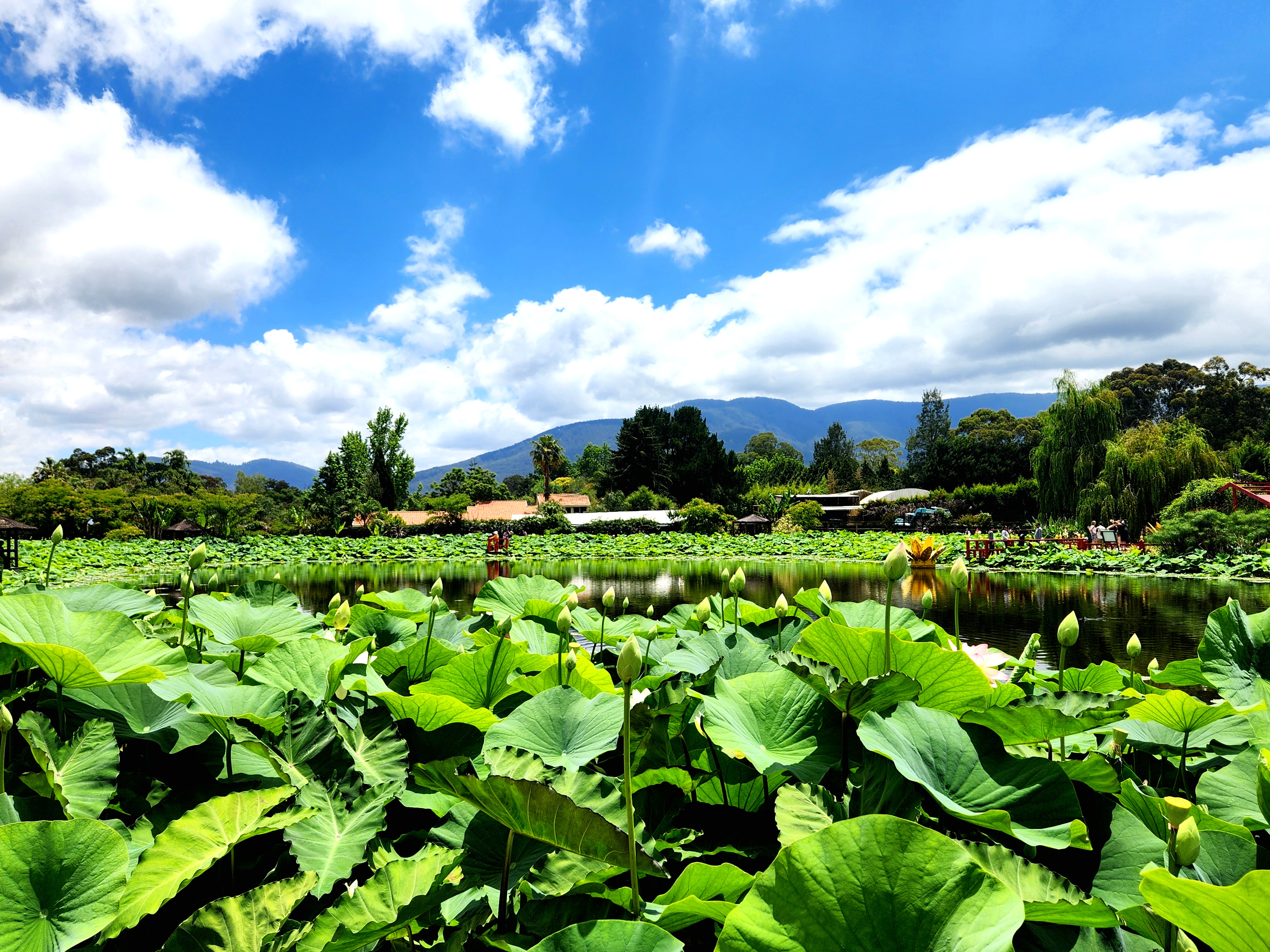 Water Lilies